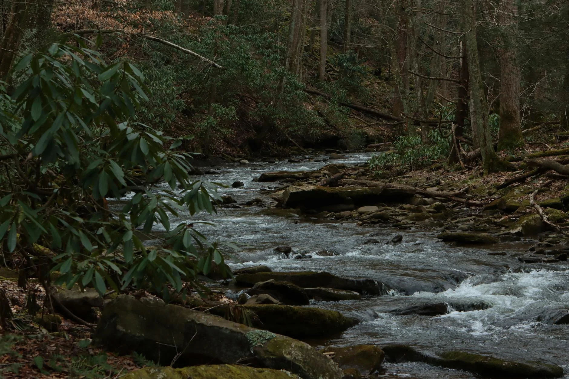 Forest stream through West Virginia wilderness near Beartown Rocks