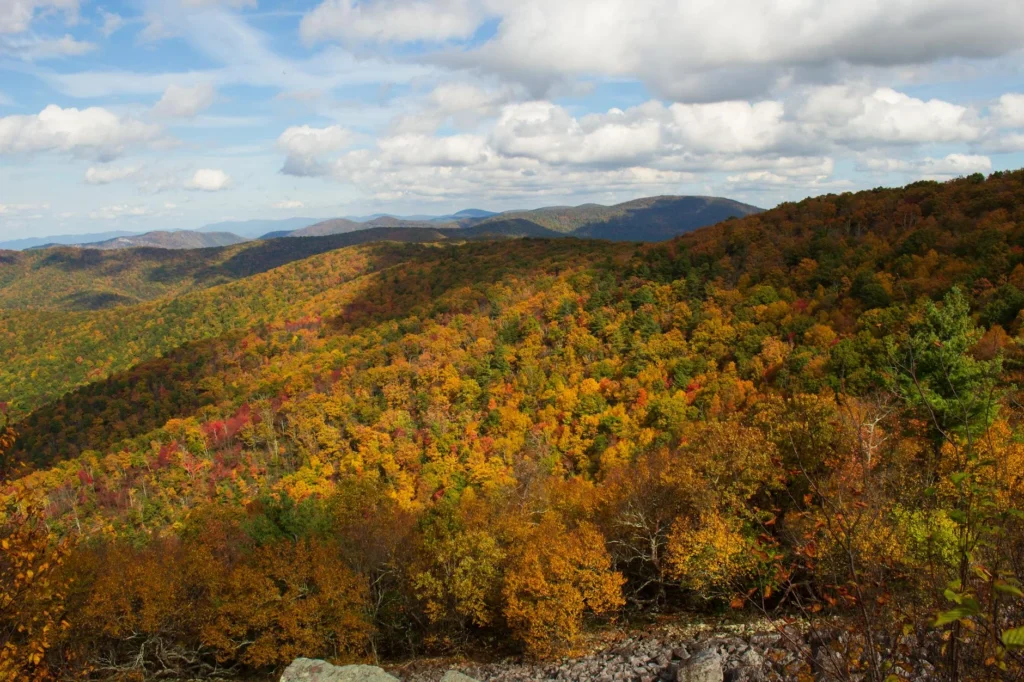 Birch Knob Observation Tower