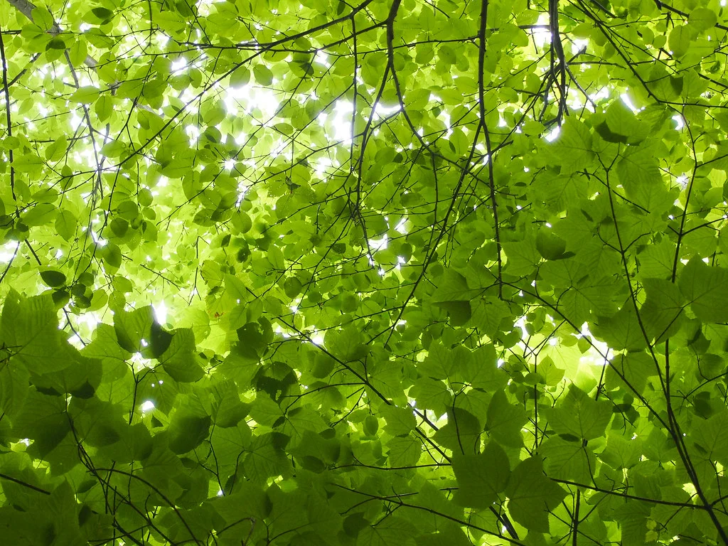 Tree canopy on the Cedar Run Trail in Shenandoah National Park