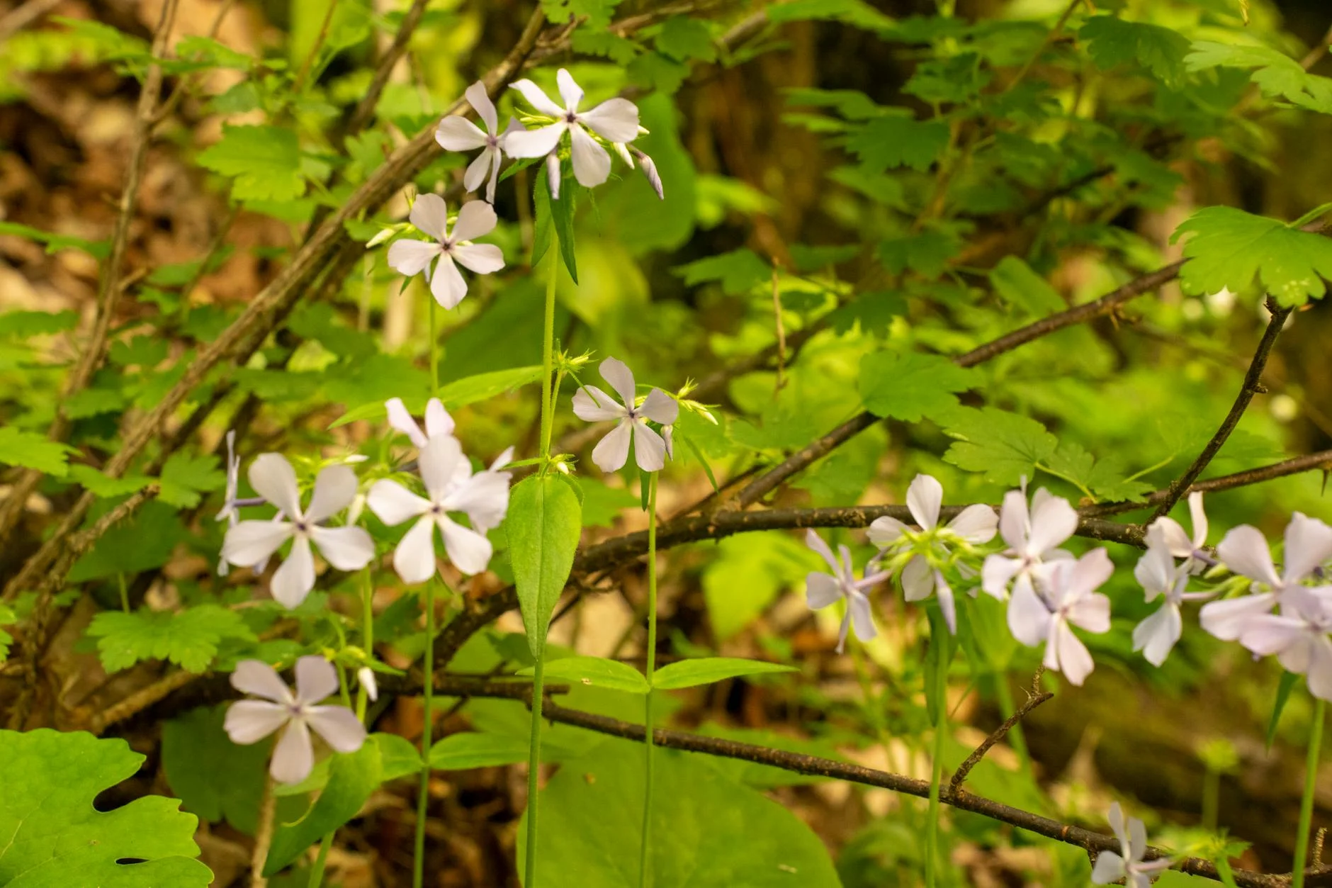 Spring wildflowers near Quechee Gorge, Vermont