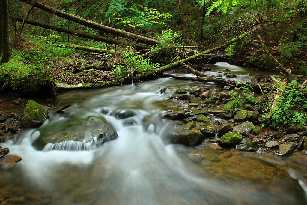 Forest creek trail in Pennsylvania
