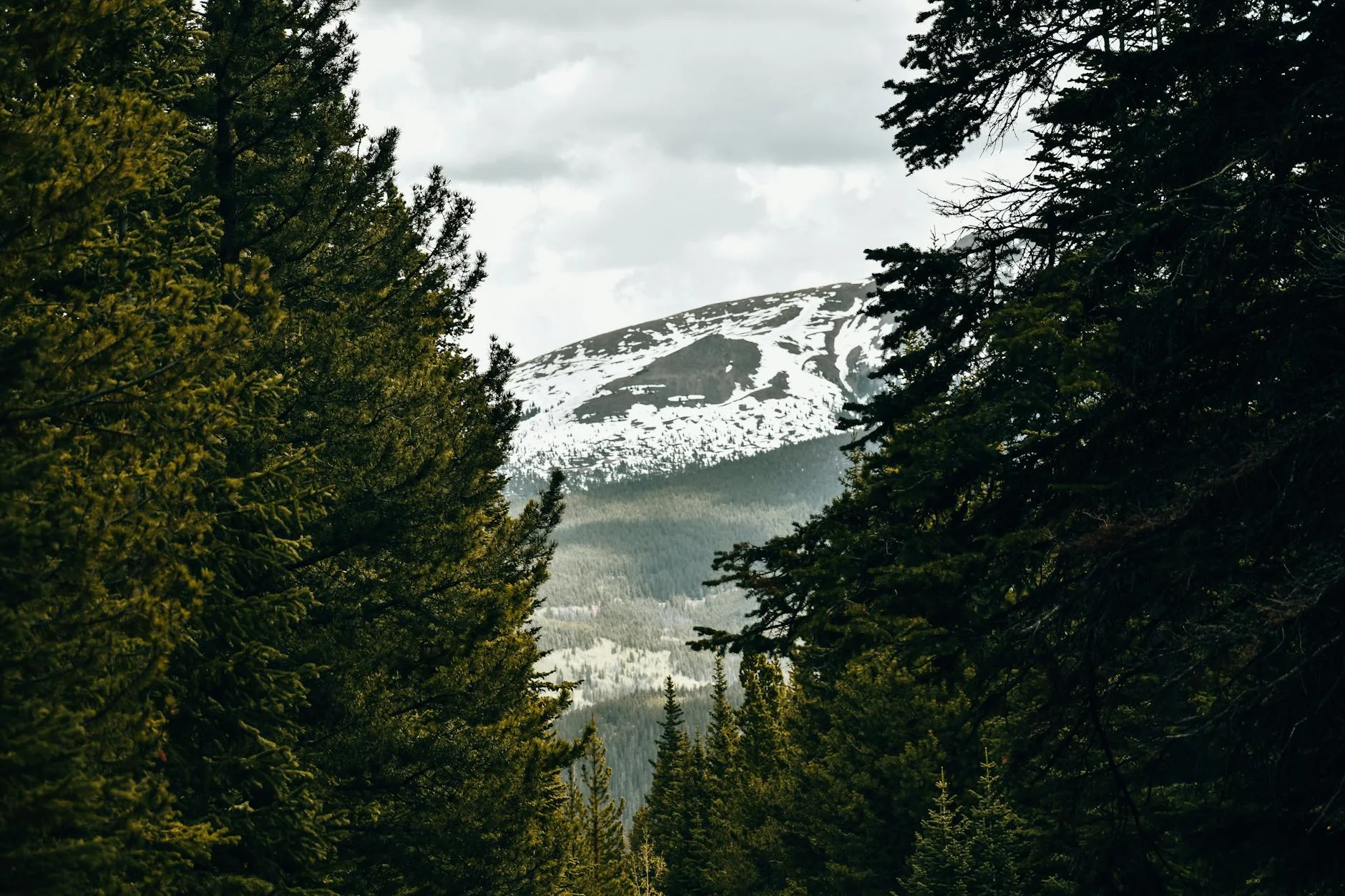 Snow-covered mountain peaks through evergreen forest