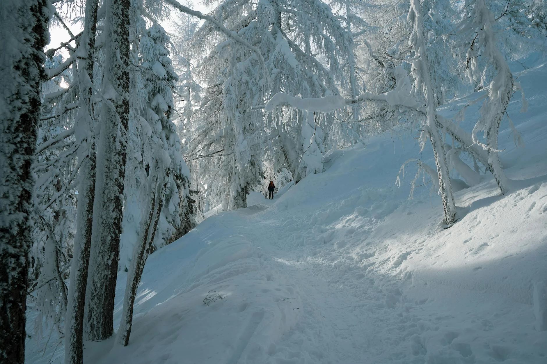Hiker on snowy forest trail in winter