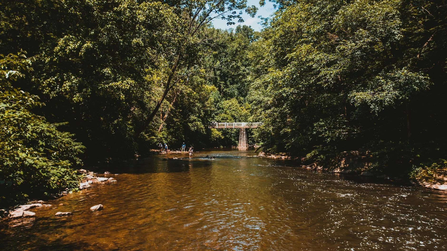 Creek flowing through lush green forest