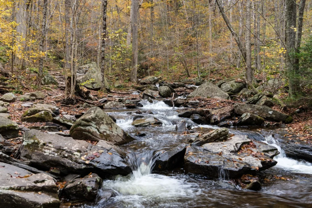 Dog-Friendly Hikes in Pennsylvania: 9 Trails Your Dog Will Love