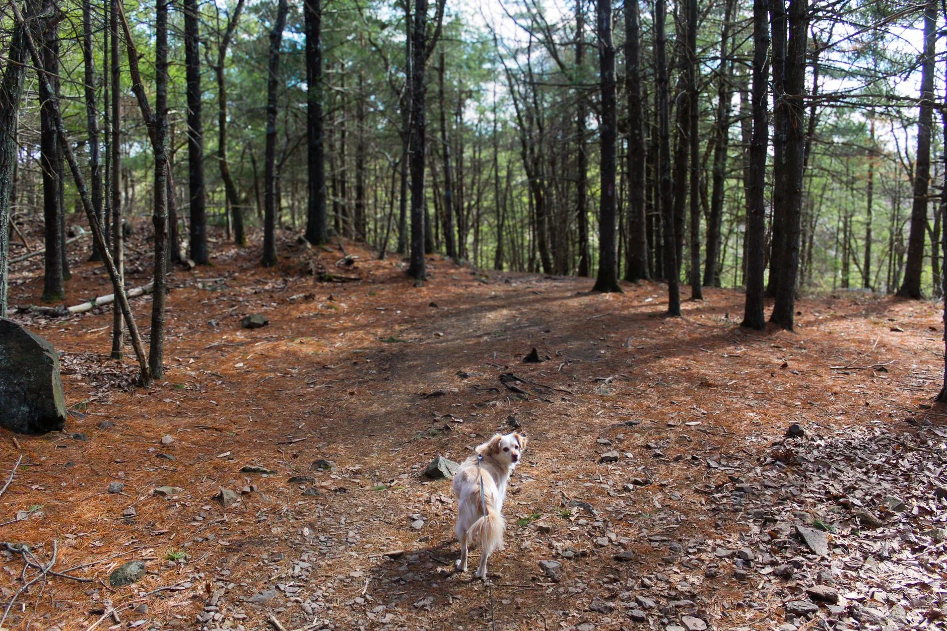 Dog exploring a forest trail through pine trees