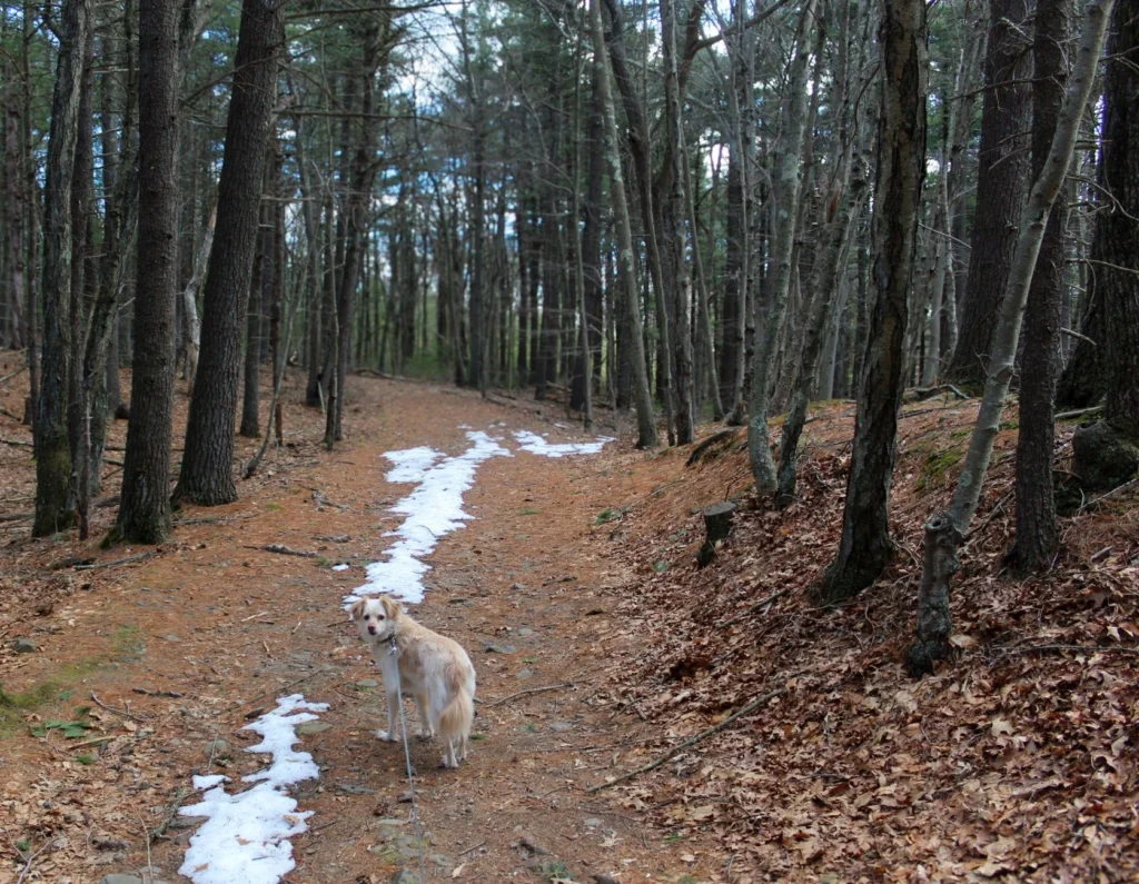 Dog-Friendly Hikes in New Jersey: 8 Trails Your Dog Will Actually Enjoy